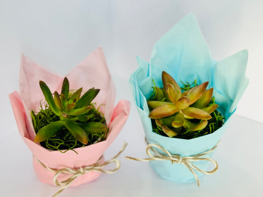 Baby shower/ Gender reveal