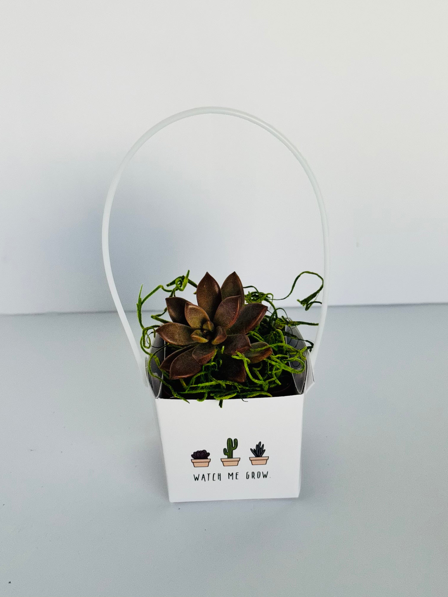 watch me grow succulent Watch me grow 2 in